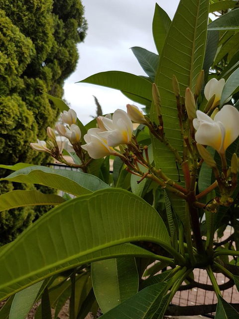 Port Pirie Accommodation And Apartments - Accommodation QLD 11