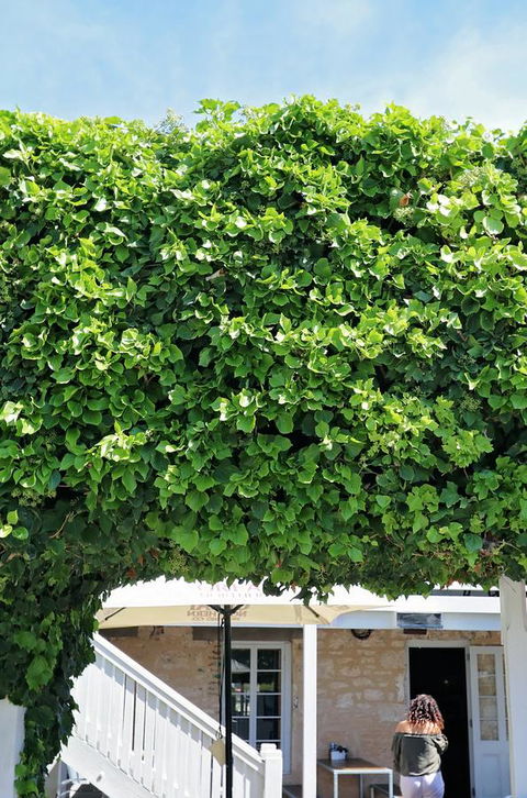Caledonian Inn - Accommodation QLD 21
