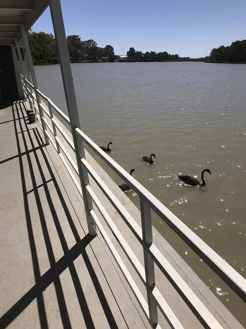 Murray River Queen - Accommodation QLD 7