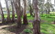 Cloisters Of Kalangadoo - thumb 6