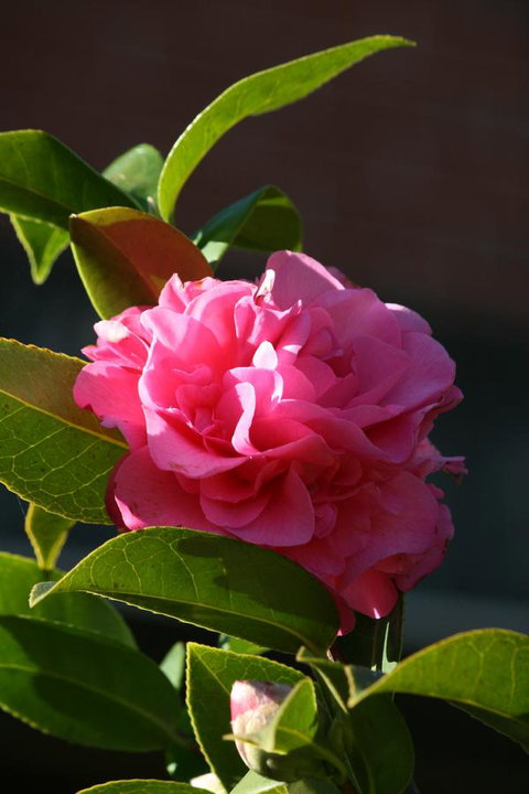 Pirralilla Estate Adelaide Hills - Accommodation QLD 23