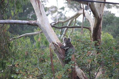 Pirralilla Estate Adelaide Hills - Accommodation QLD 24