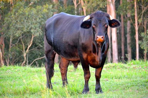 SummerHills Retreat Byron Bay - Accommodation QLD 38