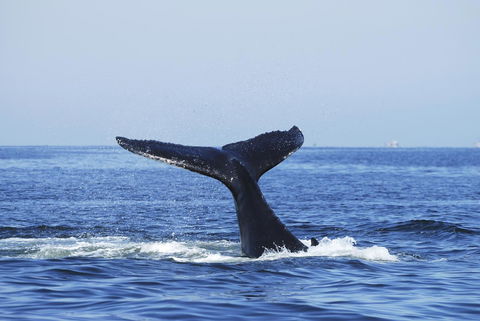 SummerHills Retreat Byron Bay - Accommodation QLD 30