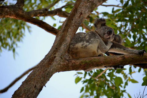 SummerHills Retreat Byron Bay - Accommodation QLD 36