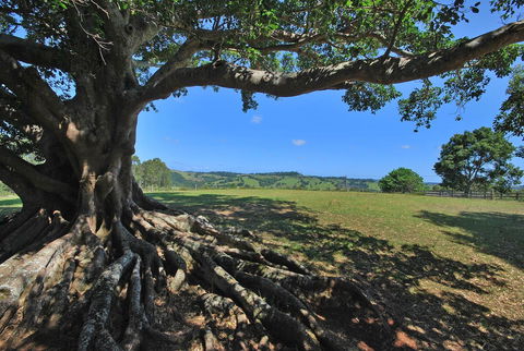 SummerHills Retreat Byron Bay - Accommodation QLD 8