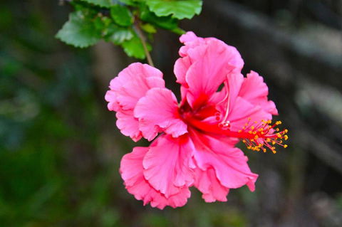 SummerHills Retreat Byron Bay - Accommodation QLD 35