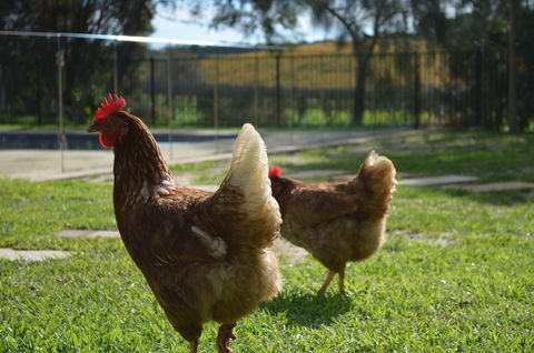 Amande Bed And Breakfast - Accommodation QLD 20