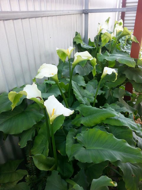 Addies Place Goolwa - Accommodation QLD 11