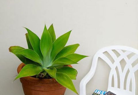 Sea & Soul Beachside Apartments - Accommodation QLD 9