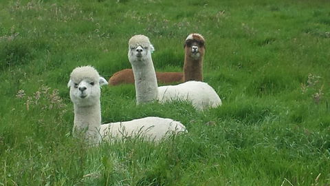 Glenelg On King Bed & Breakfast - Accommodation QLD 5