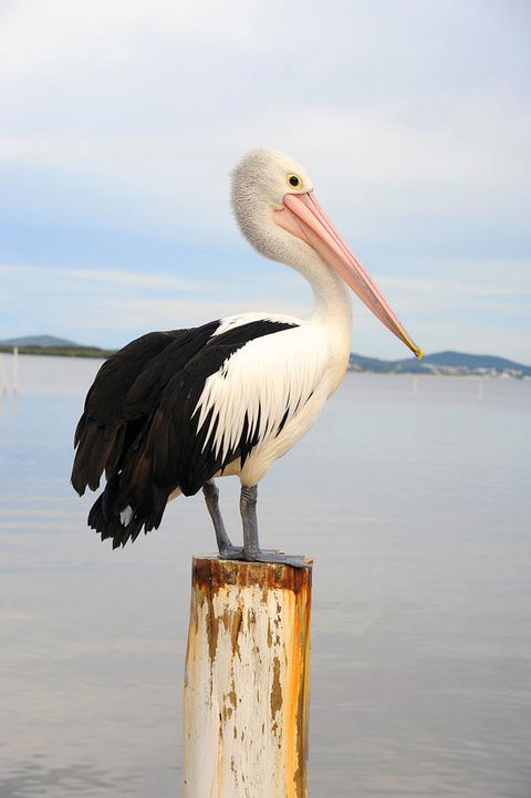 Hotel Nelson - Accommodation QLD 29