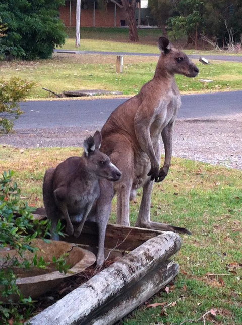 Jetz Bungalow - Accommodation QLD 13