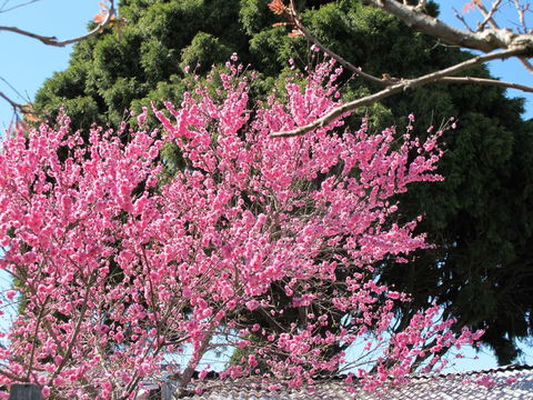 Apple Tree Cottage - Accommodation QLD 31