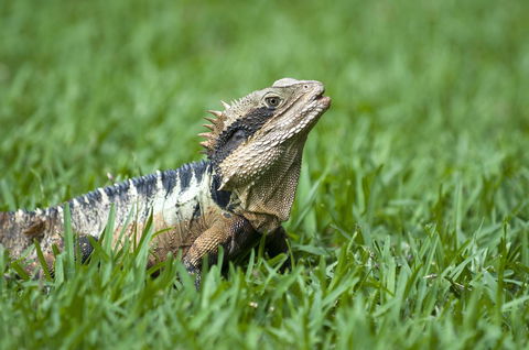 Flynns Beach Resort - Accommodation QLD 14