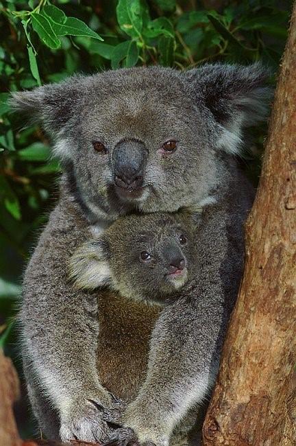 Flynns Beach Resort - Accommodation QLD 11