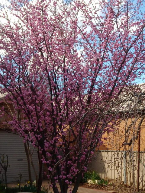Boot Makers Cottage - Accommodation QLD 18