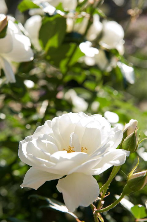 Ironstone Estate Lovedale - Accommodation QLD 40