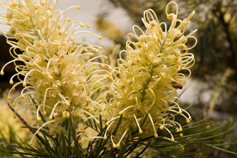 Ironstone Estate Lovedale - Accommodation QLD 36