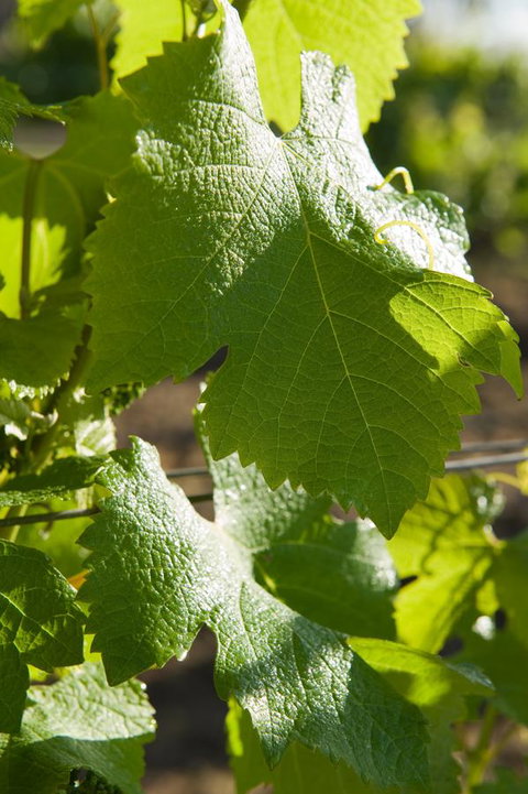 Ironstone Estate Lovedale - Accommodation QLD 35