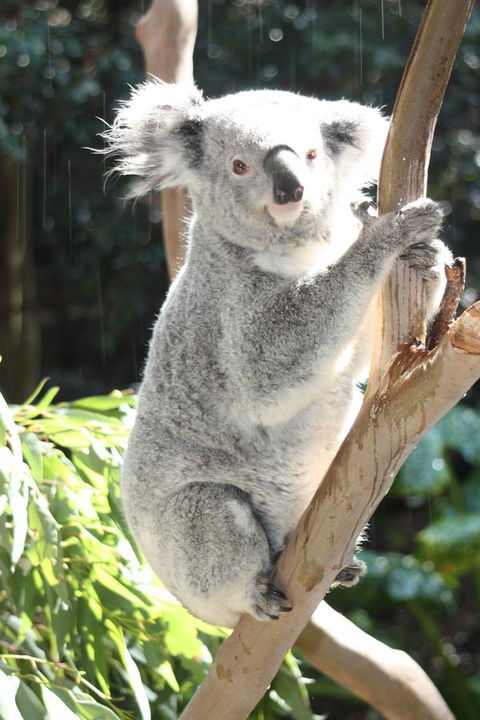 Ambience - Accommodation QLD 27