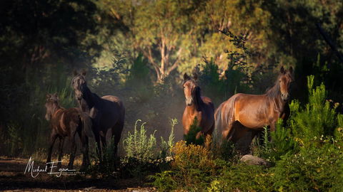 Pound Creek Gallery - Accommodation QLD 18