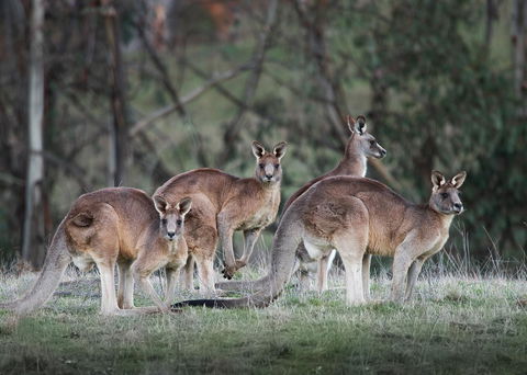 Pound Creek Gallery - Accommodation QLD 25
