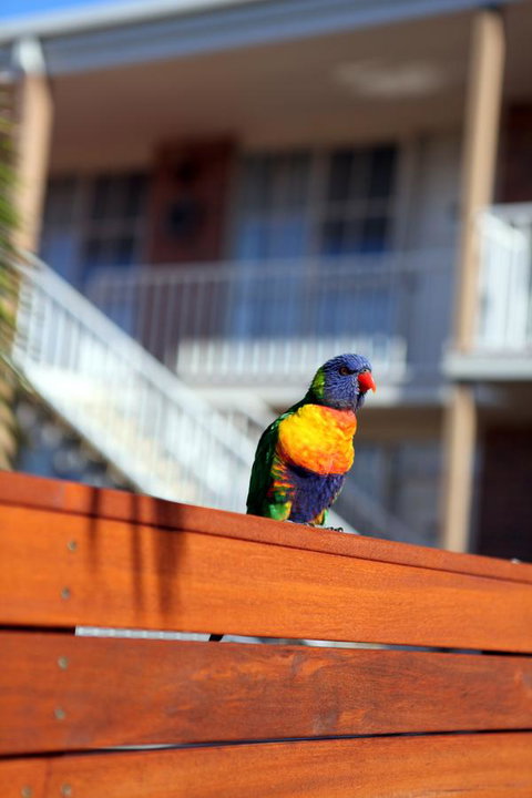 Summerhill Motor Inn - Accommodation QLD 30