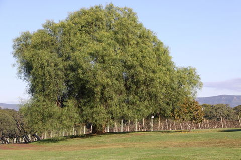 Adina Vineyard - Accommodation QLD 17