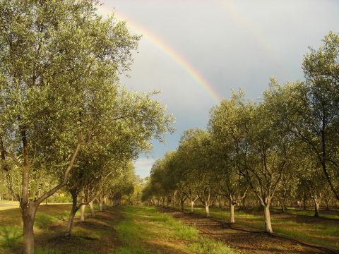 Adina Vineyard - Accommodation QLD 19