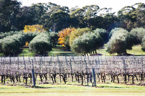 Adina Vineyard - Accommodation QLD 15