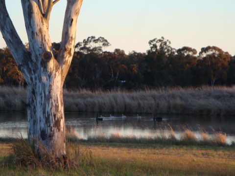 Adina Vineyard - Accommodation QLD 10