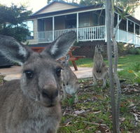 Bush  Bay Cottage - Accommodation QLD