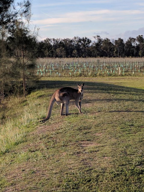 Madigan Wine Country Cottages - Accommodation QLD 7