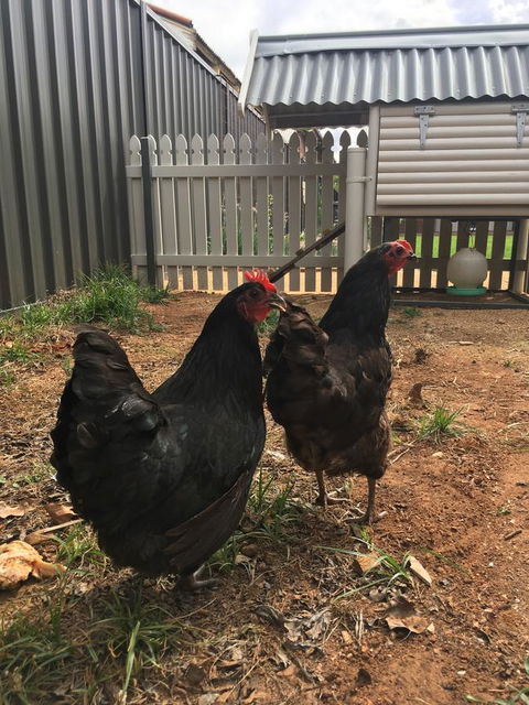 Thelma's Temora - Accommodation QLD 13