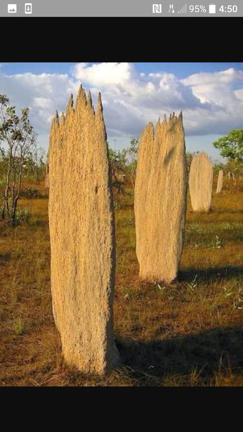 'Tropical Oasis - Darwin NT - Accommodation QLD 33