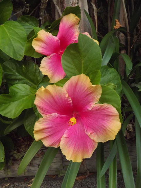 Golden Sands Motor Inn - Accommodation QLD 28