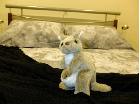 Rock Wallaby - Accommodation QLD 17