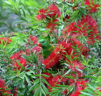 Bottlebrush B  B - Accommodation QLD