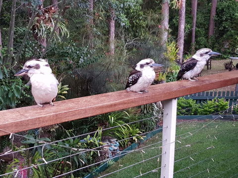 Buderim Forest Hideaway - Accommodation QLD 1