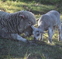 Clandulla Cottages  Farmstay - Accommodation QLD