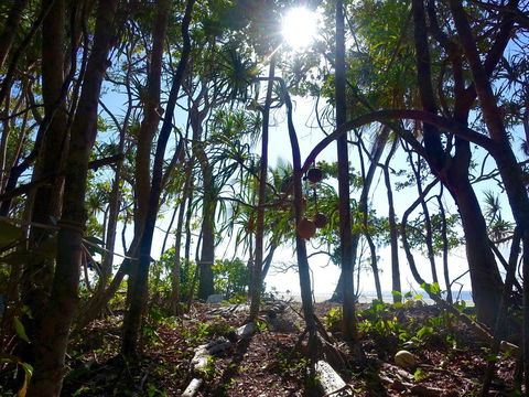 Coconut Beach House - Accommodation QLD 2