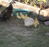 Corella Creek Country Farm Stay - Accommodation QLD