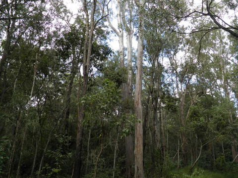 Coucals Cottage - Accommodation QLD 3