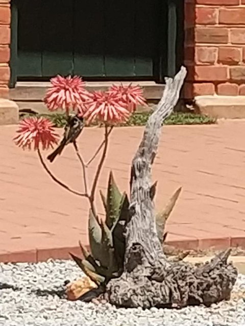 Courtyard Faversham House - Accommodation QLD 1