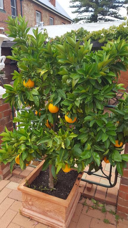 Courtyard Faversham House - Accommodation QLD 2