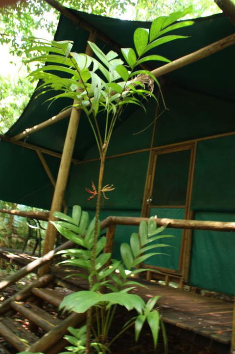 Daintree Crocodylus - Accommodation QLD 3