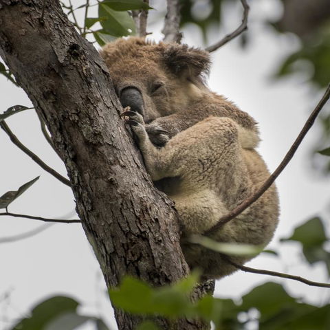 Diamond Waters Caravan Park - Accommodation QLD 3