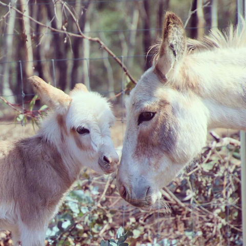 Donkey Tales Farm Cottages - Accommodation QLD 3