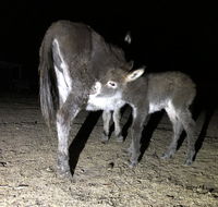 Donkey Tales Farm Cottages - Accommodation QLD